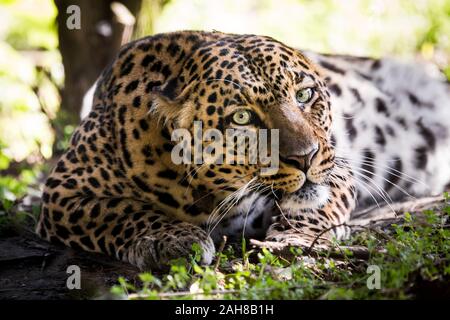 Primo piano ritratto di un leopardo selvaggio seduto nel sottobosco e fissando la fotocamera Foto Stock