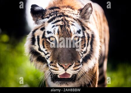 Primo piano ritratto di una tigre adulta che cammina e che si rifà alla macchina fotografica, su uno sfondo verde bokeh Foto Stock