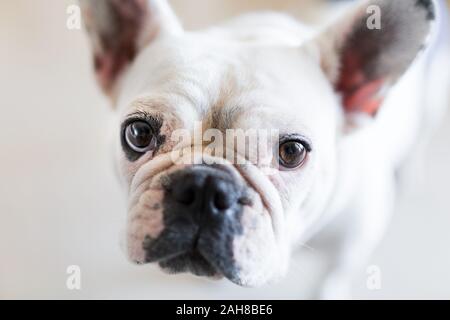 Primo piano ritratto del volto di una femmina bianca bulldog francese che si trova sulla fotocamera, su uno sfondo bokeh luminoso Foto Stock