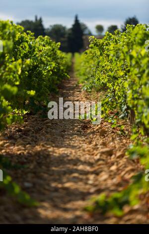 Vista ravvicinata di due file di uva in un vigneto francese in una giornata estiva soleggiata Foto Stock