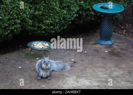 Un grasso scoiattolo grigio a mangiare una nocciolina su un patio. Foto Stock