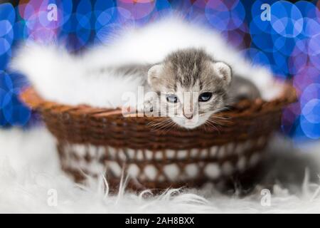 Primo piano ritratto di un piccolo gattino grigio appeso fuori dalla sua culla, su uno sfondo colorato bokeh Foto Stock