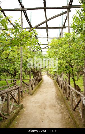 Percorso in un limone e arancio orchard nel centro della città di Sorrento Foto Stock