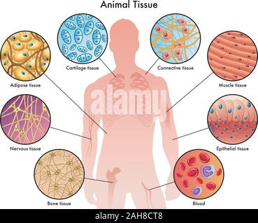 Illustrazione medica dei vari tessuti animali. Illustrazione Vettoriale