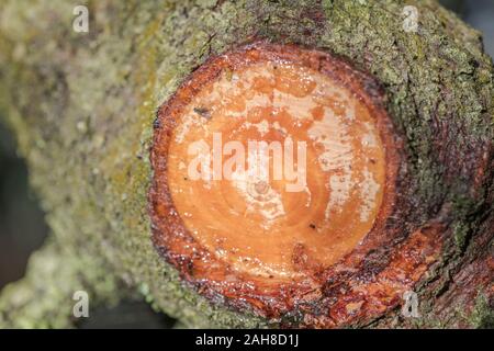 Resina di pino sap trasudato dal tagliare il ramo di pino di Monterey / Pinus radiata. La resina può essere utilizzato per il fire-illuminazione incendi di emergenza / camp incendi. Foto Stock