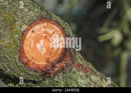 Resina di pino sap trasudato dal tagliare il ramo di pino di Monterey / Pinus radiata. La resina può essere utilizzato per il fire-illuminazione incendi di emergenza / camp incendi. Foto Stock