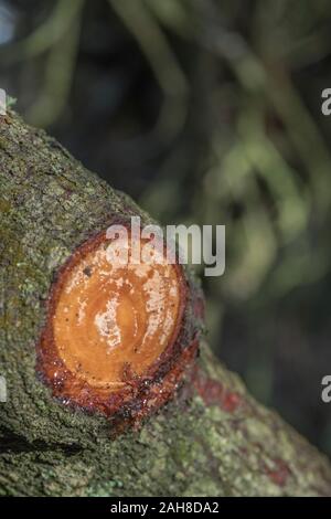 Resina di pino sap trasudato dal tagliare il ramo di pino di Monterey / Pinus radiata. La resina può essere utilizzato per il fire-illuminazione incendi di emergenza / camp incendi. Foto Stock