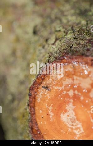 Fly catturati in sap trasudato dal tagliare il ramo di pino di Monterey / Pinus radiata. Resina di pino utilizzato per fire-illuminazione campo di emergenza incendi. Volare in focus Foto Stock