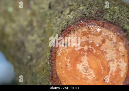 Fly catturati in sap trasudato dal tagliare il ramo di pino di Monterey / Pinus radiata. Resina di pino utilizzato per fire-illuminazione campo di emergenza incendi. Volare in focus Foto Stock