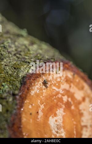 Fly catturati in sap trasudato dal tagliare il ramo di pino di Monterey / Pinus radiata. Resina di pino utilizzato per incendi di illuminazione di emergenza incendi. Volare in parte nel fuoco. Foto Stock