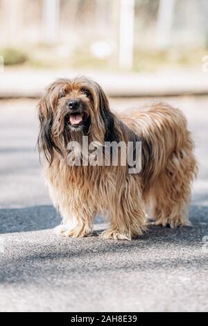 Tibetan Terrier cane passeggiate su asfalto nel Parco Foto Stock