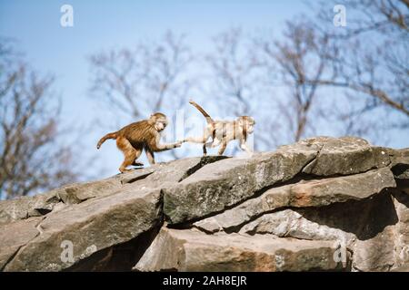 I babbuini Hamadryads sit in montagna. Foto Stock