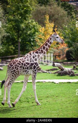 La giraffa passeggiate nella natura tra gli alberi in estate Foto Stock