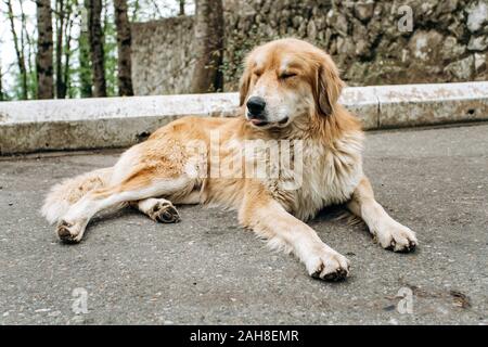 Carino il vecchio cane disteso in appoggio sull'asfalto Foto Stock