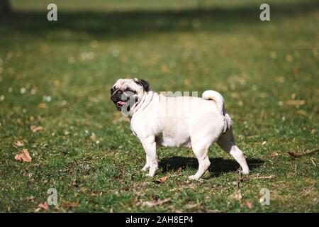 Pug passeggiate nel parco in un caldo clima estivo Foto Stock