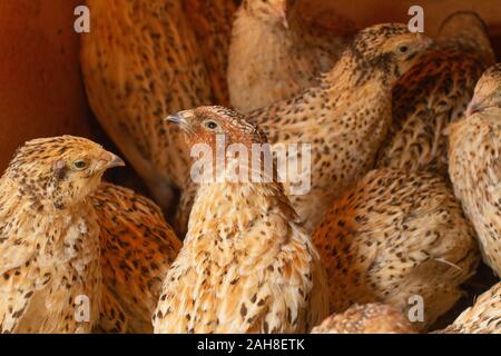 Quaglia su un allevamento di polli in gabbie Foto Stock