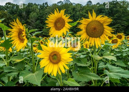 Una diversità di girasoli raggruppate che cresce in un campo di fattoria in una giornata di sole in autunno closeup Foto Stock