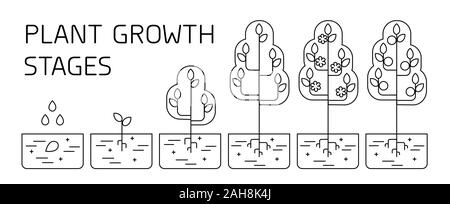 Tree stadi di crescita infographics. Line art icone. Impianto modello di istruzione. Lo stile lineare illustrazione isolato su bianco. La piantagione di frutta processo. Illustrazione Vettoriale