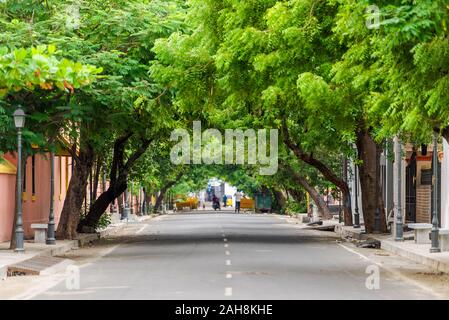 In piedi in mezzo a una strada con grande e bella alley alberi in Puducherry, India del Sud Foto Stock