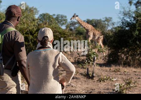 Africa, Zambia, Sud Luangwa National Park. Thornicroft's giraffe (WILD: Giraffa camelopardalis thornicrofti) safari a piedi. Foto Stock