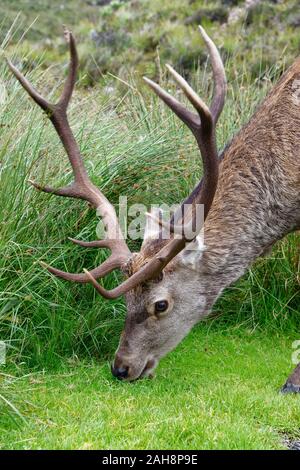 Red Deer Cervo - Cervus elaphus Closeup pascolare Glen Torridon, Wester Ross, Highland, Scozia Foto Stock