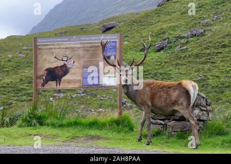 Red Deer Cervo - Cervus elaphus in piedi da cervi informazioni accedi Glen Torridon, Wester Ross, Highland, Scozia Foto Stock
