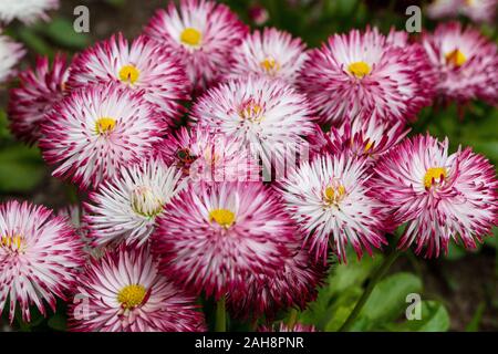 Inglese Daisies Bellis perennis 'Habanera Bianco con punte rosse' Foto Stock