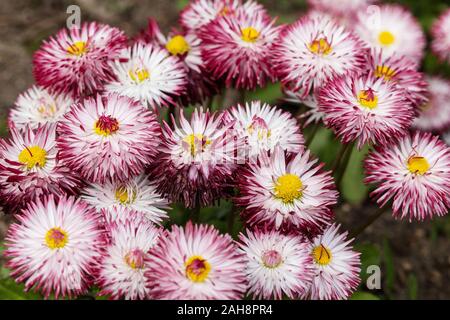 Inglese Daisy Bellis perennis "Habanera bianco con punte rosse' Foto Stock