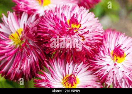 Inglese Daisy Bellis perennis "Habanera bianco con punte rosse' Foto Stock