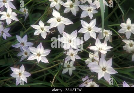FIORI IPHEION UNIFLORUM (I NOMI COMUNI INCLUDONO FIORI A STELLA, FIORI A STELLA PRIMAVERILE, STELLA IPHEION O ALLIACEAE). Foto Stock