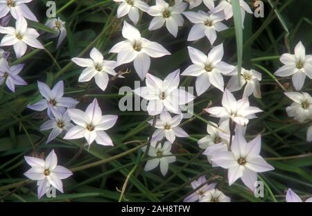 IPHEION UNIFLORUM FIORI (comunemente noto come STAR, fiori di primavera fiori a stella o stella IPHEION, ALLIACEAE) Foto Stock