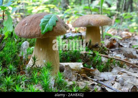 Due belle esemplare di Boletus edulis o porcini nella foresta di querce, uno verde foglia di quercia sulla sommità del primo, habitat naturale tra il verde Foto Stock