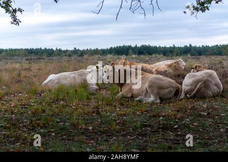 Mandria di mucche beige e tori in appoggio sulla brughiera nella foresta di Kempen, Brabant, Paesi Bassi è autunno Foto Stock