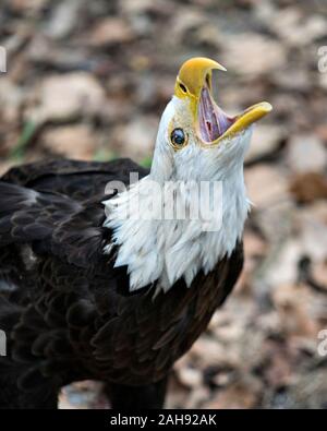 Aquila calva testa di uccello close-up visualizza profilo urlando, gridando e guardando verso il cielo con becco aperto la visualizzazione di piume marrone, piumaggio bianco h Foto Stock