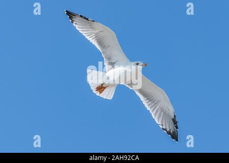 Seagull volare al di sopra del mare sul cielo blu baclground Foto Stock