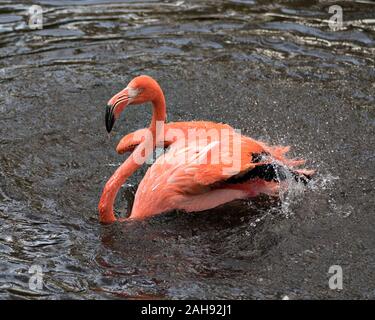 Flamingo bird close-up vista di profilo in acqua spruzzi d'acqua con le sue ali, visualizzando la sua bella rosa arancione del piumaggio, testa, collo lungo, becco, Foto Stock