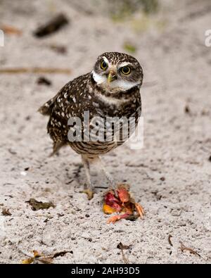 Owl Florida scavando Owl close-up vista di profilo con la sua preda sul terreno e Sfondo sabbia, visualizzazione di piume marrone piumaggio, becco, occhi, piedi Foto Stock