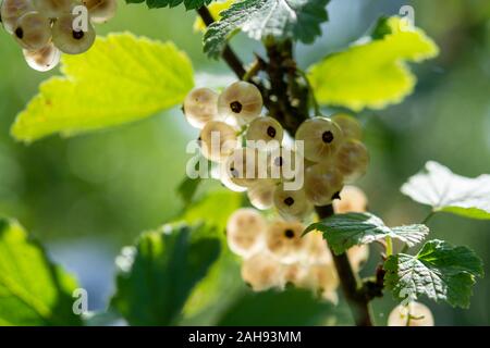 Ribes niveum ribes bianco o uva spina maturazione in giardino nel sole illumina Foto Stock