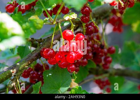 Ribes rubrum ribes o uva spina maturazione in giardino nel sole illumina Foto Stock