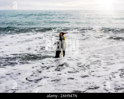 Un solitario pinguino reale (Aptenodytes patagonicus) camminando rapidamente nel mare schiumoso, pronti a nuotare. Isola Georgia del Sud nel sud dell'Oceano Atlantico. Foto Stock