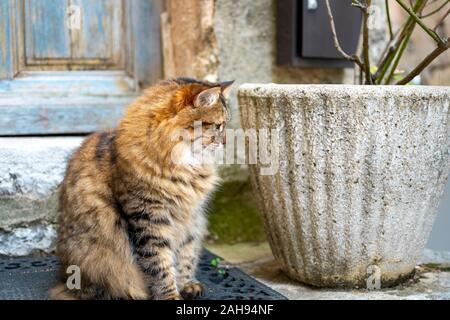 Una bella capelli lunghi tabby cat con orologi al di fuori di un weathered blue door nel borgo medievale di Gourdon, Francia. Foto Stock