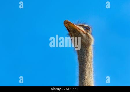 Testa di struzzo closeup. Testa di struzzo sul cielo blu chiaro. Testa del più grande uccello su sfondo blu. Più grande uccello. Animale selvatico. Robusto becco, grandi occhi. Struthio camelus. Collo Lungo e becco Foto Stock