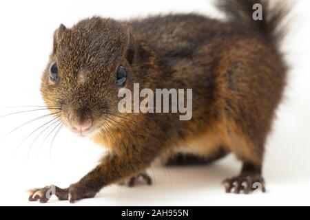 Le tre strisce di terra (scoiattolo Lariscus insignis) è una specie di roditore nella famiglia Sciuridae. isolato su sfondo bianco Foto Stock