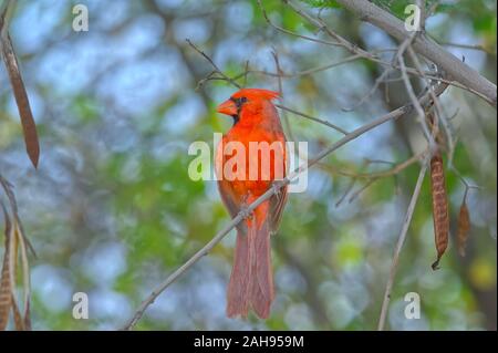 Un brillante maschio rosso cardinale nativo di Arizona. Questo è l'uccello che la squadra di calcio è stato chiamato per l. Foto Stock