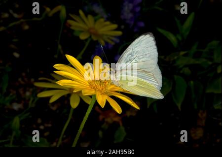 Una farfalla noto come un grande Sud di alimentazione bianco su sfondo giallo di fiori selvaggi in Arizona. Foto Stock