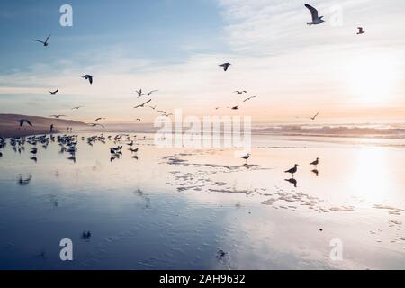 Stormo di uccelli sulla spiaggia al tramonto Foto Stock