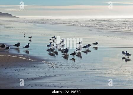 Tramonto sulla spiaggia. Oceano tempestoso e stormo di uccelli Foto Stock