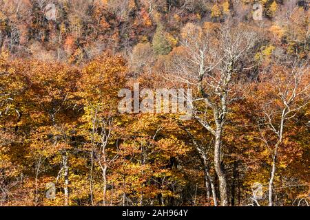 Autunno attrazioni lungo la Blue Ridge Parkway sezione nella Appalachian Highlands tra Blowing Rock e Asheville, North Carolina. Foto Stock