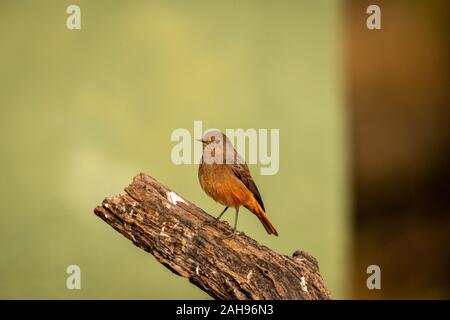 Nero o redstart Phoenicurus ochruros bird ritratto con sfondo verde al parco nazionale di Keoladeo o Bird Sanctuary, bharatpur Rajasthan, India Foto Stock