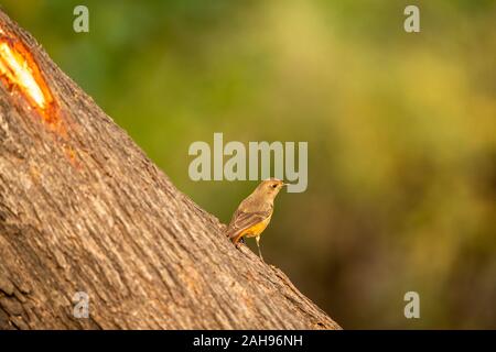 Nero o redstart Phoenicurus ochruros bird ritratto con sfondo verde al parco nazionale di Keoladeo o Bird Sanctuary, bharatpur Rajasthan, India Foto Stock